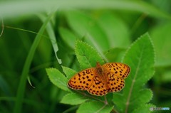 ヒョウモンチョウ