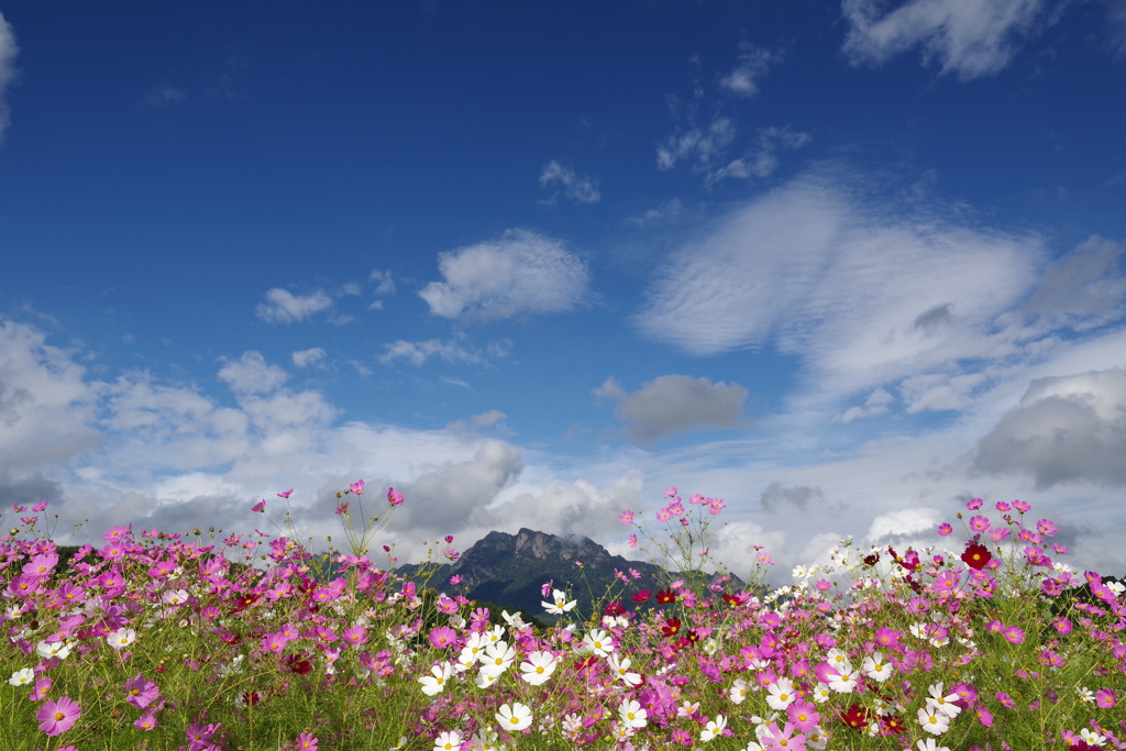 コスモスと妙義山２