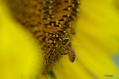 花粉にまみれて２
