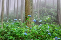 霧の中の紫陽花３