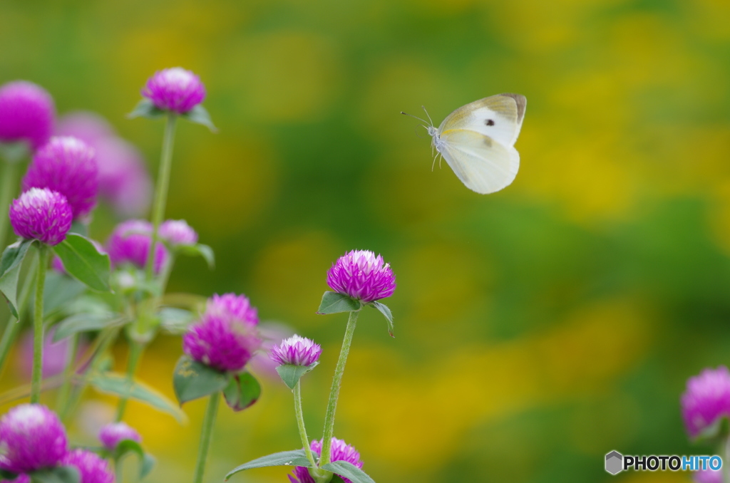 花を求めてどこまでも２♪