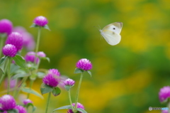 花を求めてどこまでも２♪