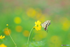 花を求めて