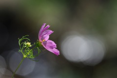 風に吹かれて行こう