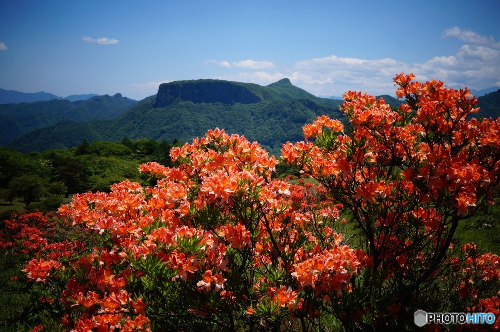 レンゲツツジと荒船山