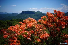 レンゲツツジと荒船山