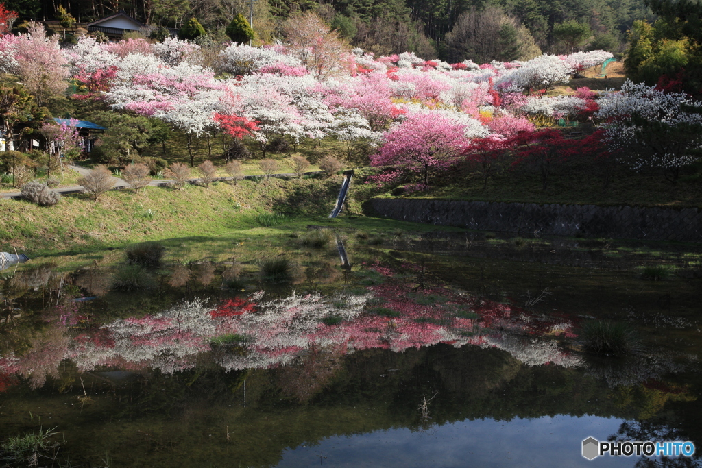 花桃の里