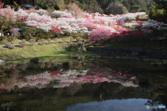 花桃の里