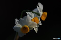 水仙３