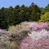 里の春