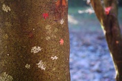 紅葉2
