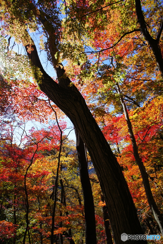 紅葉谷９