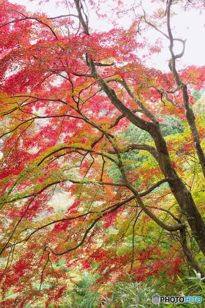 紅葉３