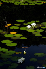 水辺の風景５