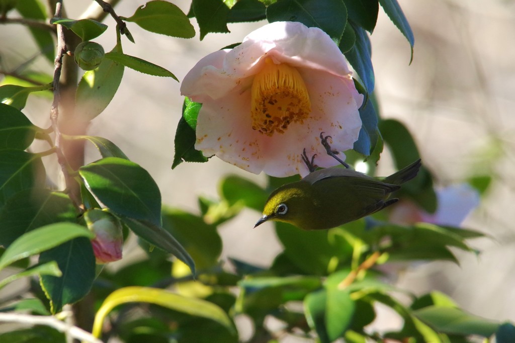 花ジロ