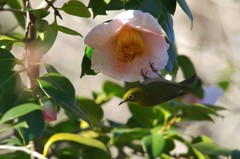 花ジロ