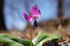 GFPの花々１