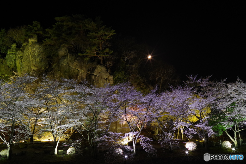 夜桜
