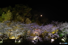 夜桜
