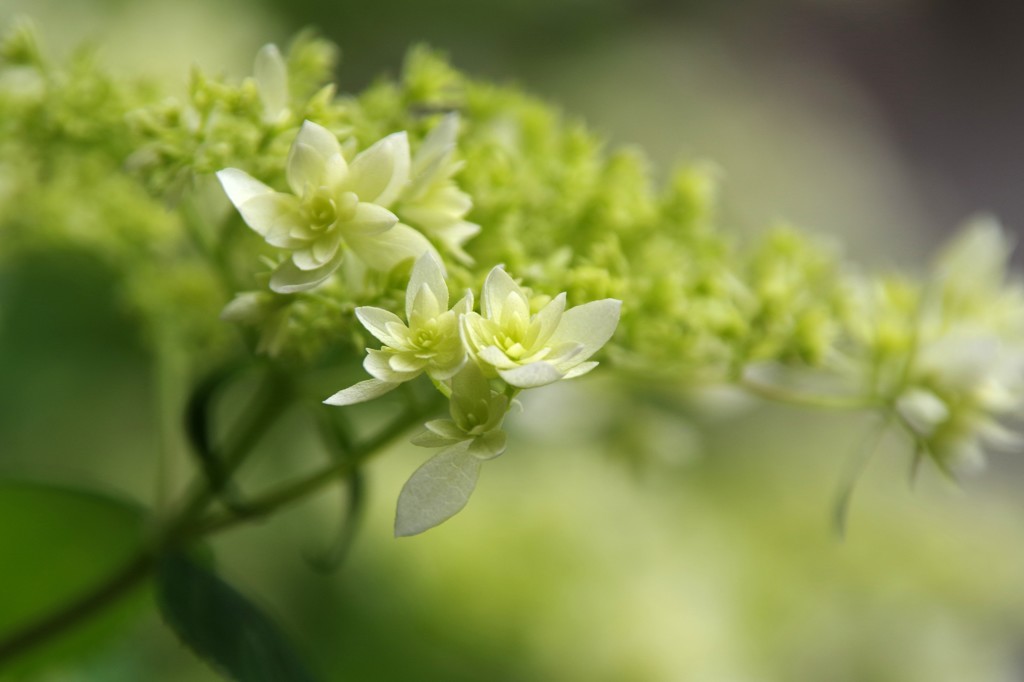 紫陽花２