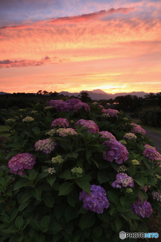 夕焼け紫陽花