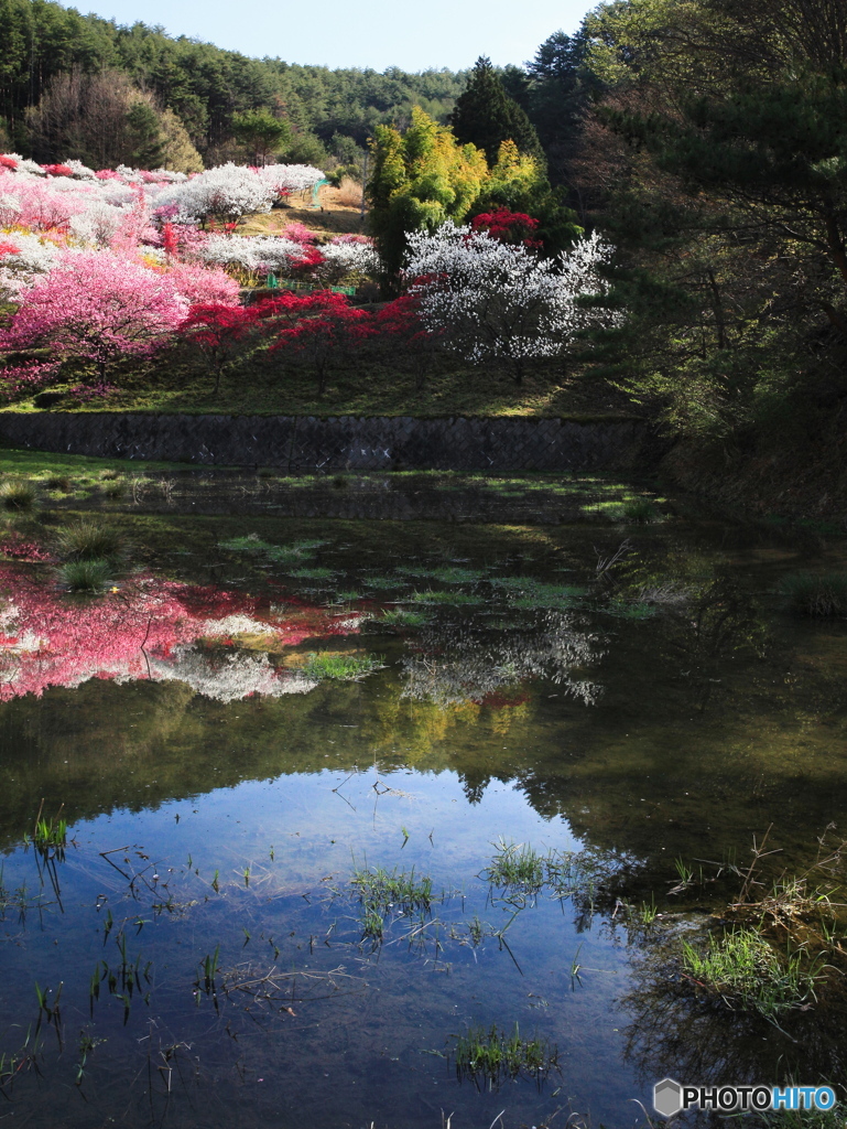 花桃の里４