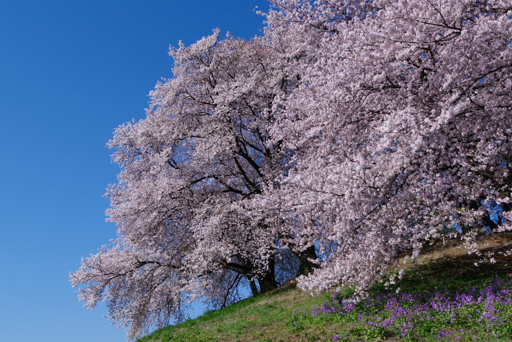 さくら・さくら