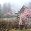 霧巻く神社