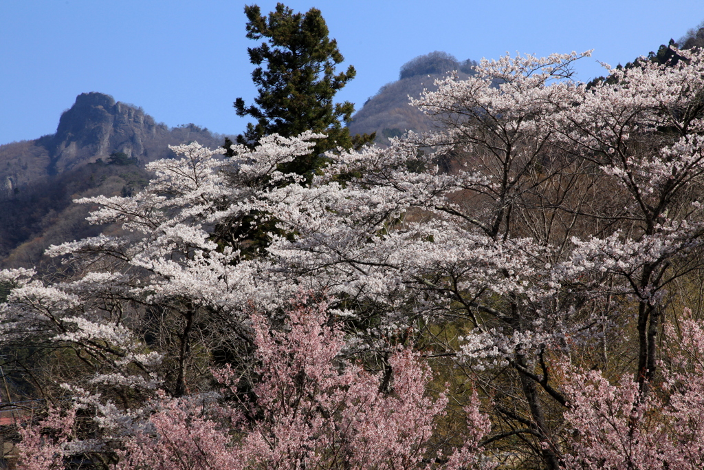 山里の春