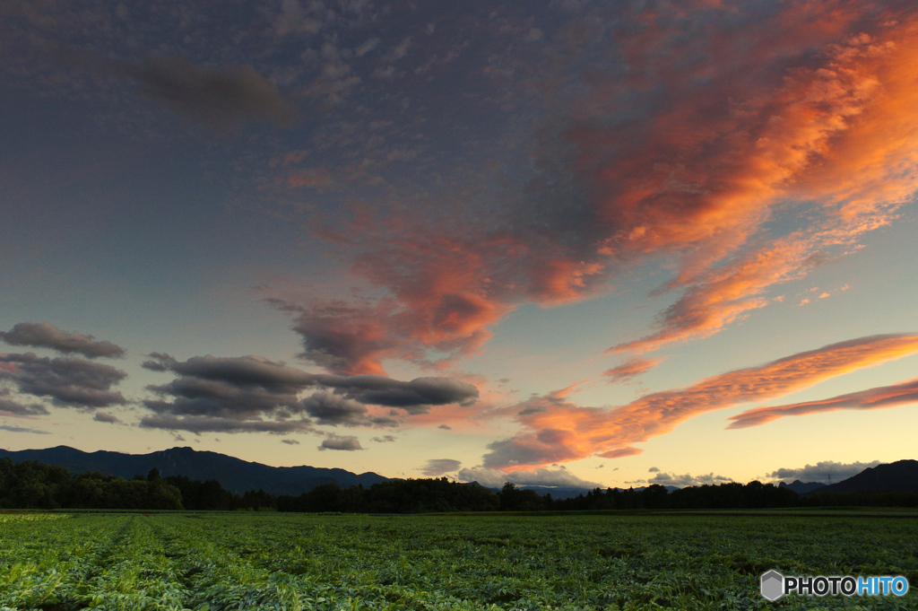 蒟蒻畑と夕日３