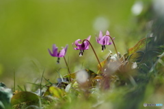 花は野のまま