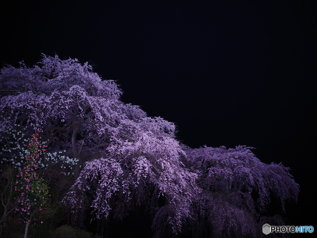 夜桜３