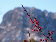 紅梅