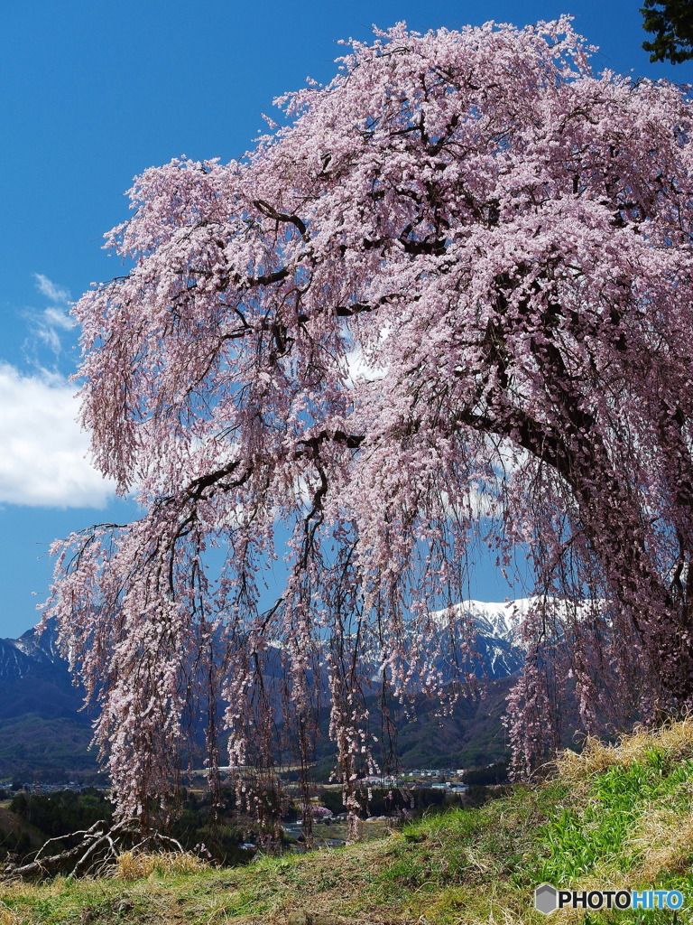 青空と桜７