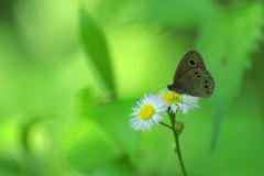 花と蝶