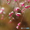 雪の華