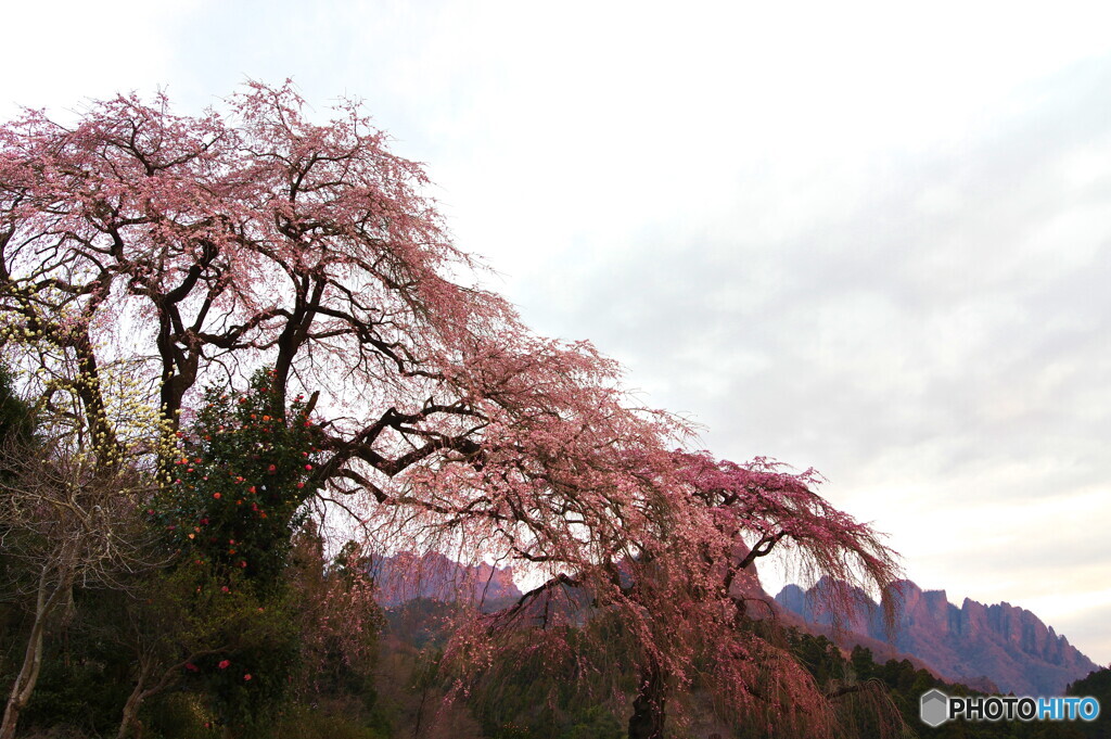 桜２