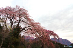 桜２