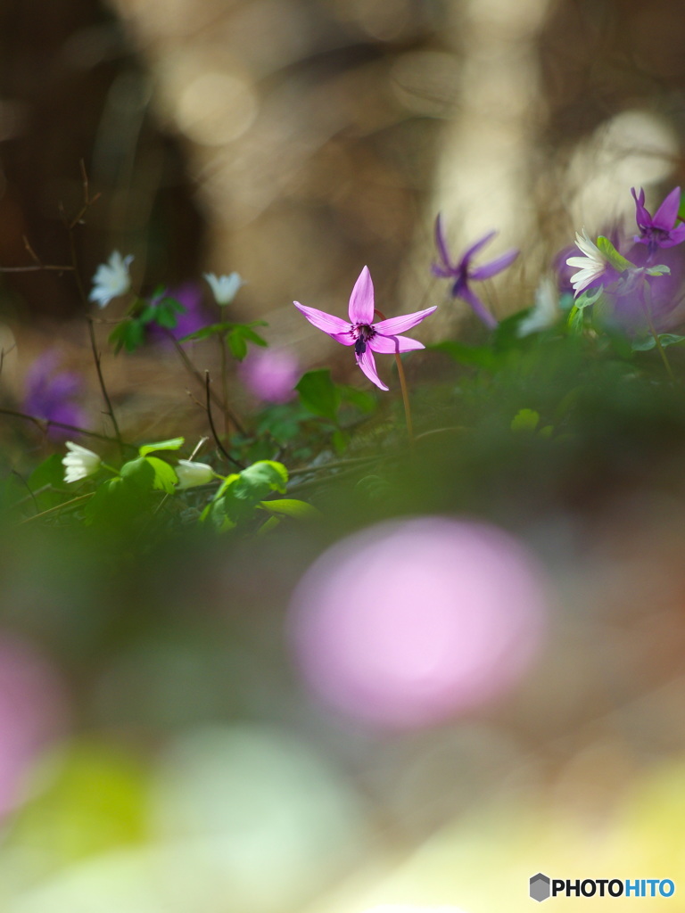 花は野のまま