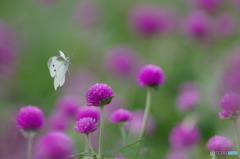 花を求めてどこまでも♪