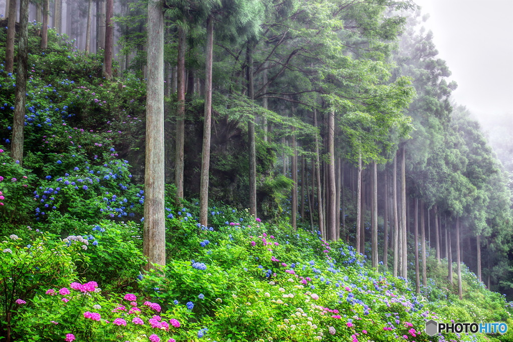 霧の中の紫陽花９