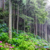 霧の中の紫陽花９