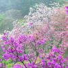 雨でも花盛り