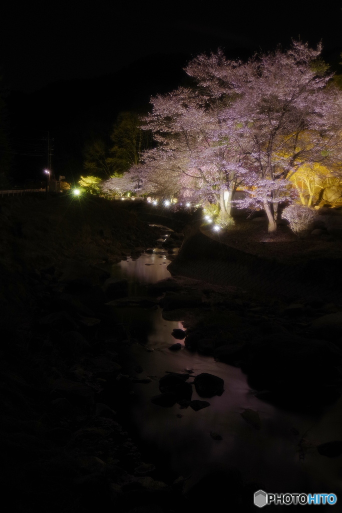 夜桜２