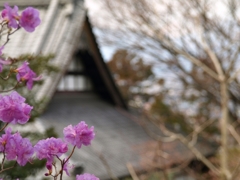 山寺の春