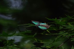 木漏れ日が射して