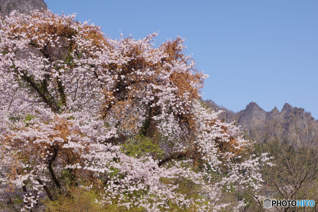 桜巡り11