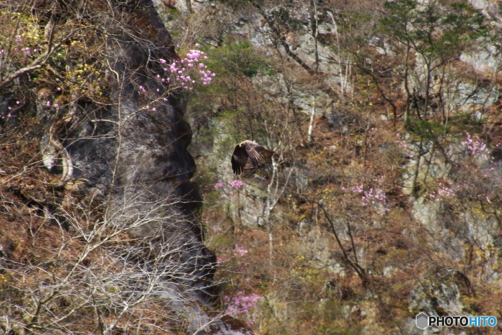 お花見