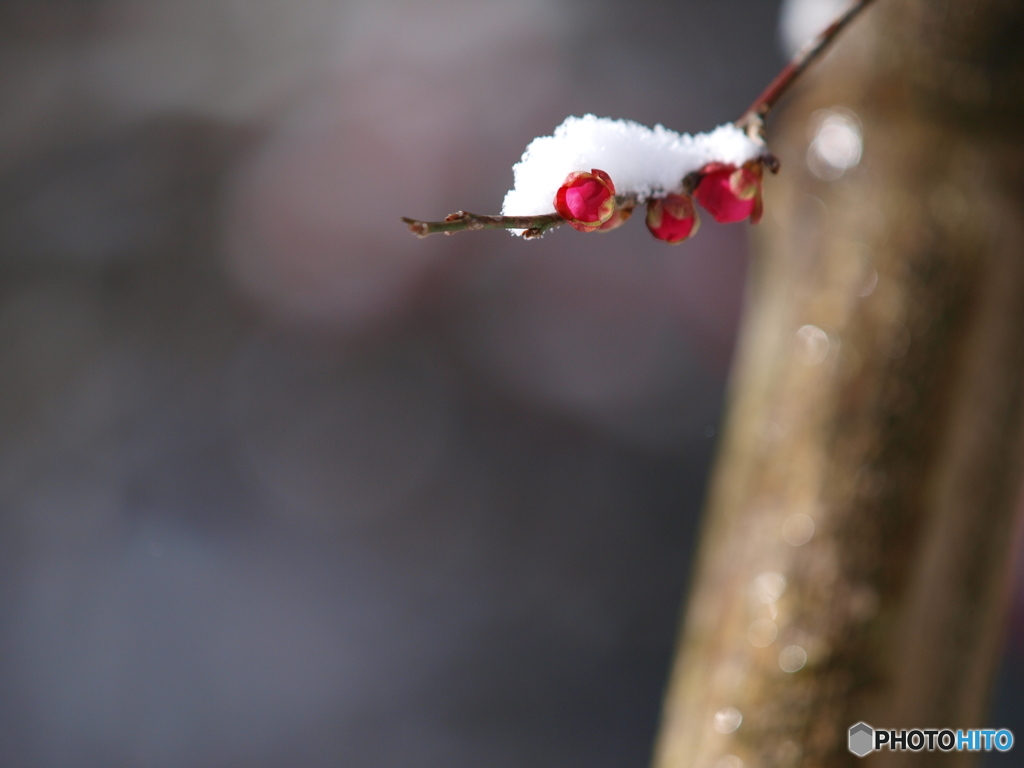 雪帽子２