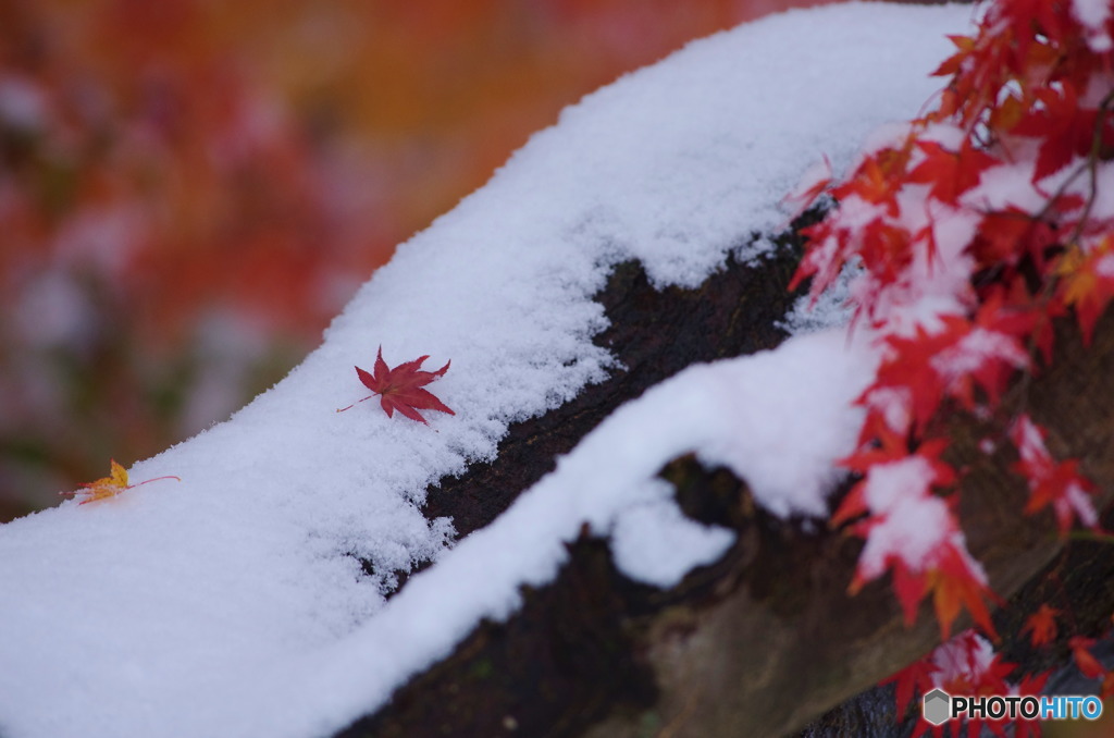 雪モミジ３